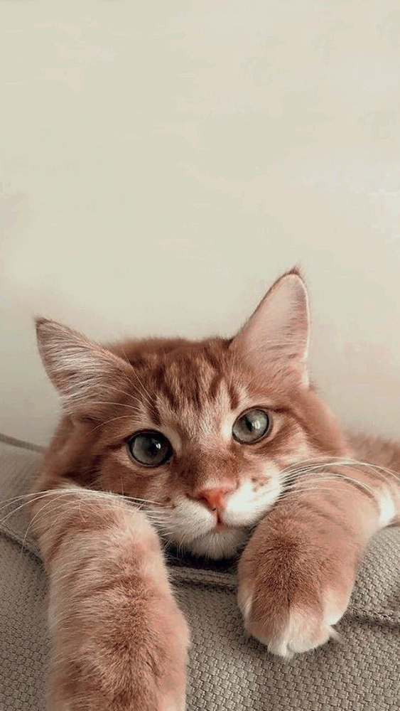 GATOS